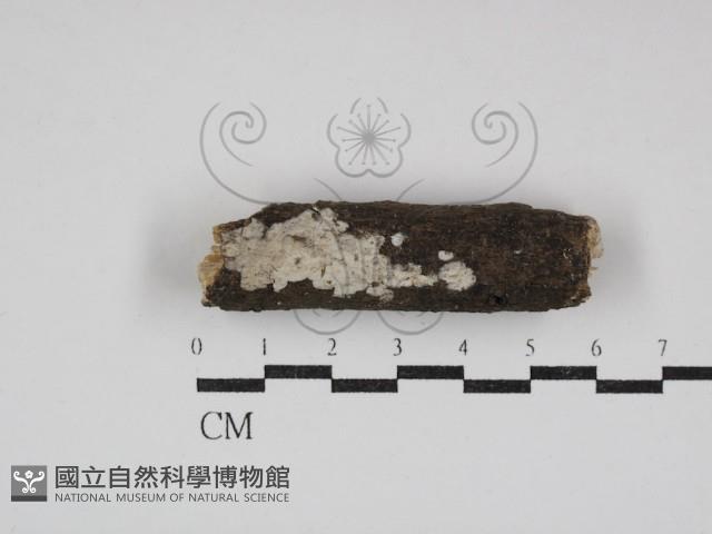 登錄號:F0030723藏品圖，第1張