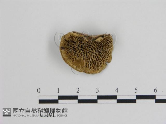 登錄號:F0006723藏品圖，第1張