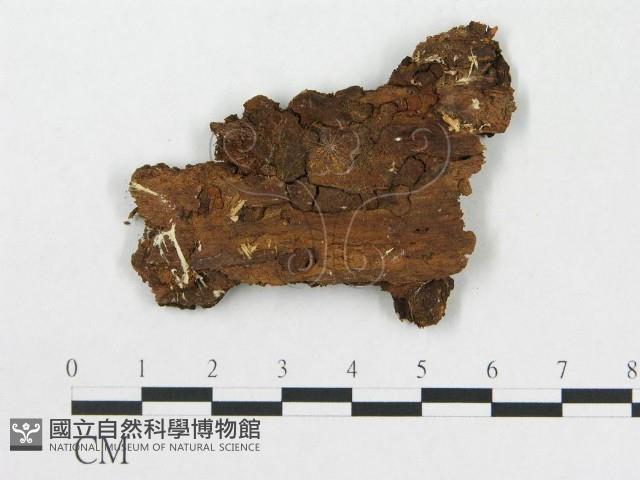 登錄號:F0016723藏品圖，第1張