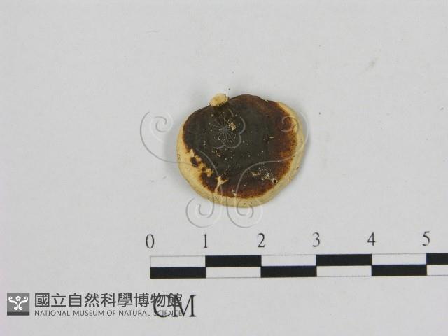小孔菌屬藏品圖，第1張