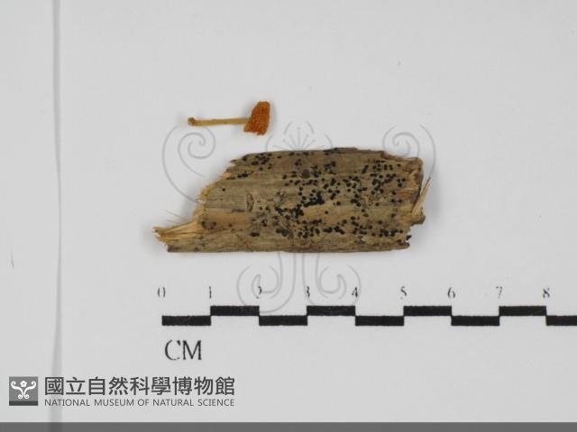 登錄號:F0031723藏品圖，第1張