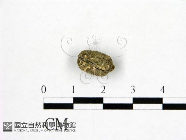 登錄號:F0004723藏品圖，第1張