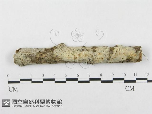 登錄號:F0002723藏品圖，第1張