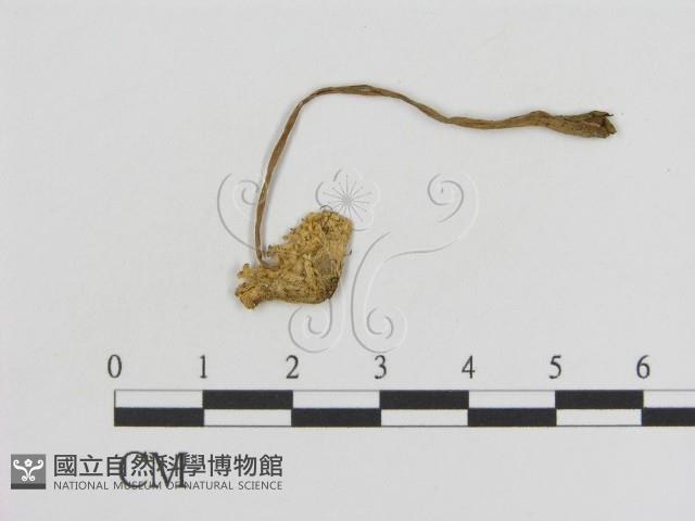 登錄號:F0012723藏品圖，第1張