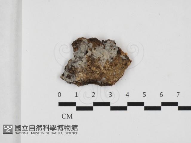 阿太菌屬藏品圖，第1張