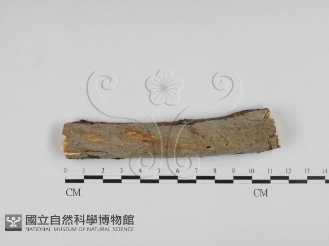 刺皮菌屬藏品圖，第1張