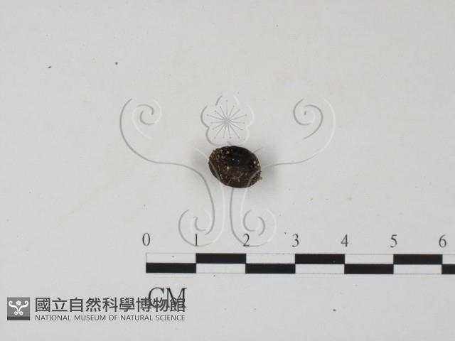 登錄號:F0005723藏品圖，第1張