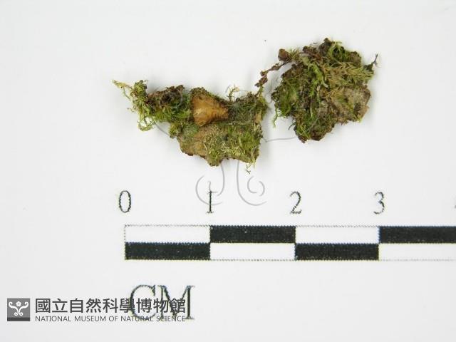 登錄號:F0015723藏品圖，第1張