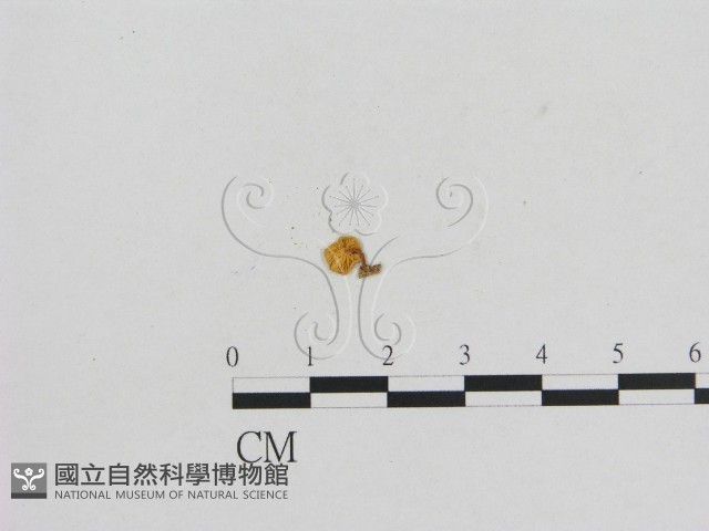 小菇屬藏品圖，第1張