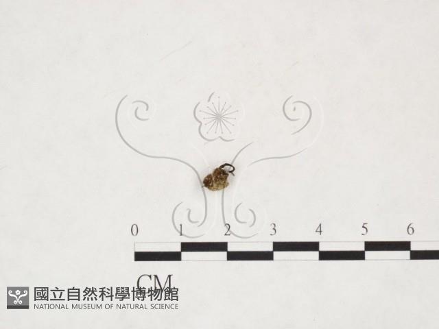 登錄號:F0019723藏品圖，第1張