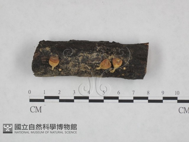 登錄號:F0023723藏品圖，第1張