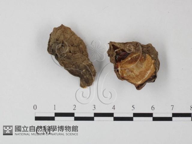 登錄號:F0003723藏品圖，第1張