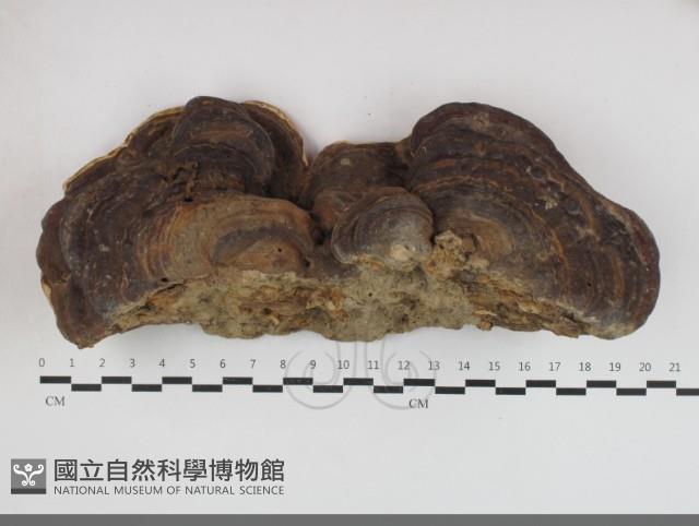 登錄號:F0033723藏品圖，第1張
