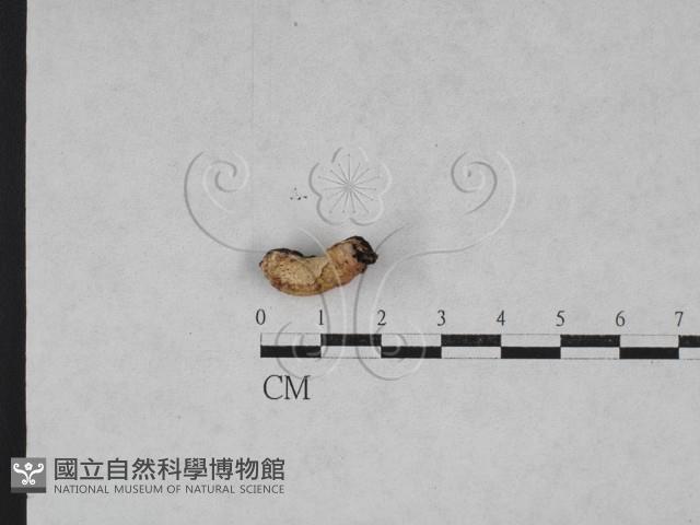 寡孔菌屬藏品圖，第1張