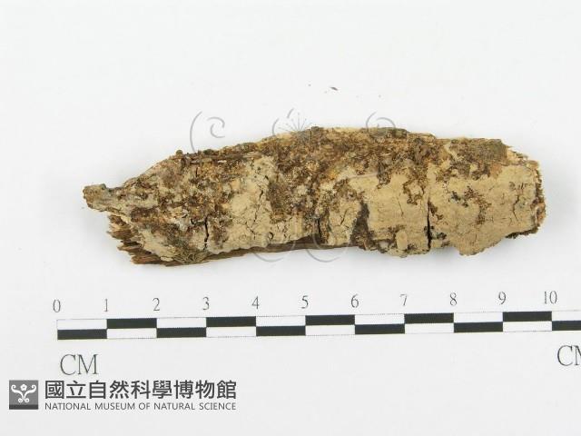 登錄號:F0020523藏品圖，第1張