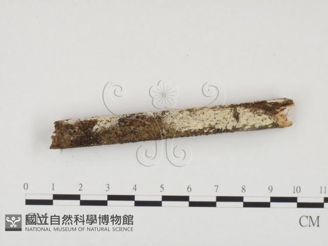 登錄號:F0000523藏品圖，第1張