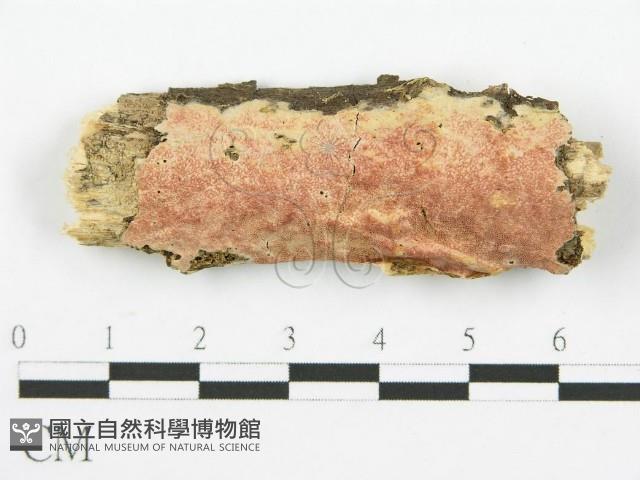 登錄號:F0010523藏品圖，第1張