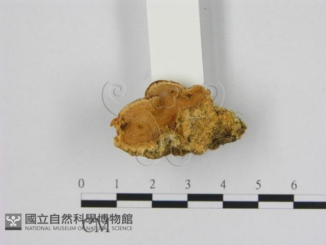 Accession Number:F0006523 Collection Image, Figure 1, Total 2 Figures