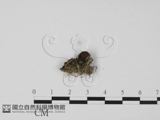 登錄號:F0016523藏品圖，第1張