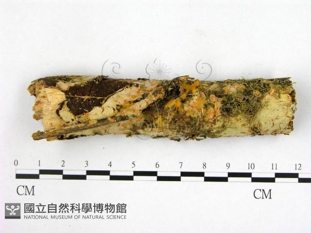 登錄號:F0001523藏品圖，第1張