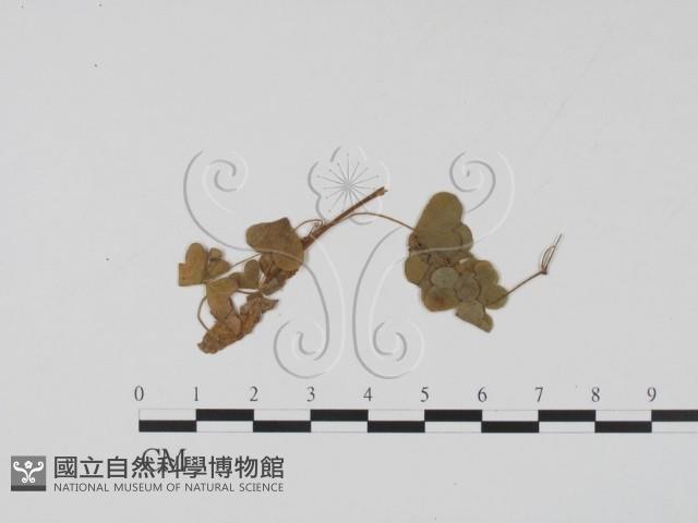 登錄號:F0011523藏品圖，第1張