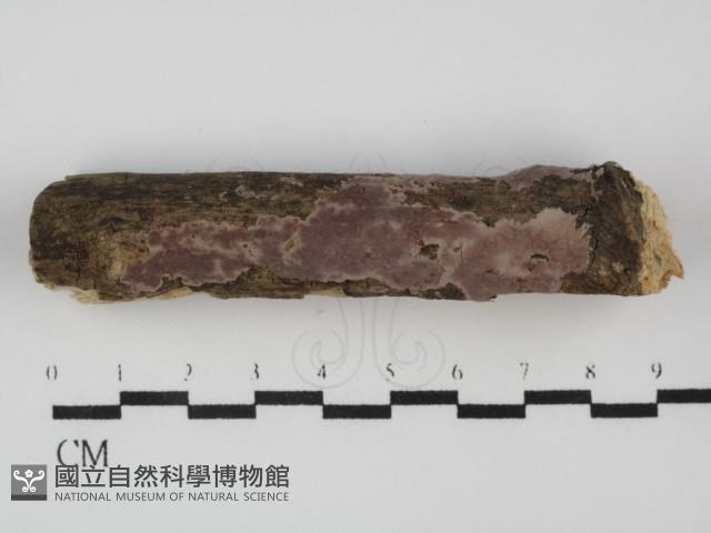 孔韌菌屬藏品圖，第1張