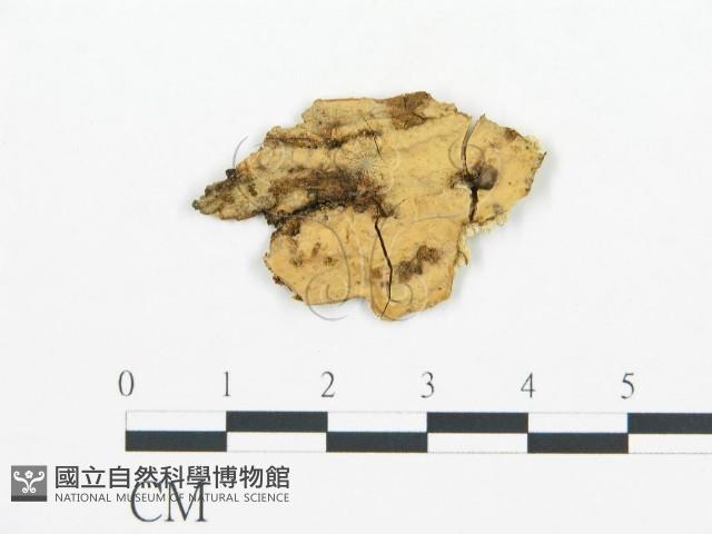 登錄號:F0004523藏品圖，第1張