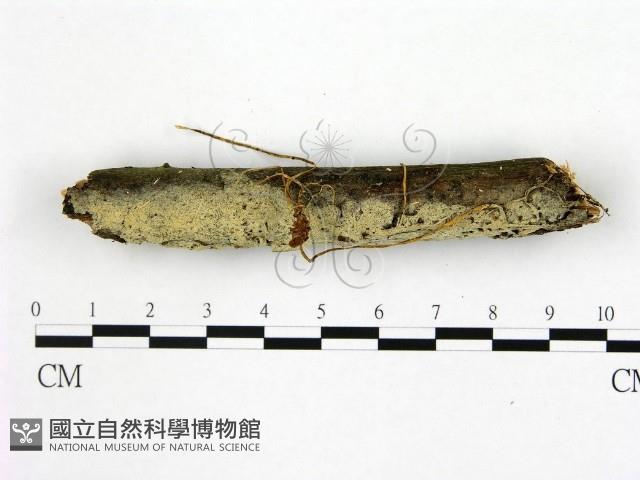 登錄號:F0022523藏品圖，第1張