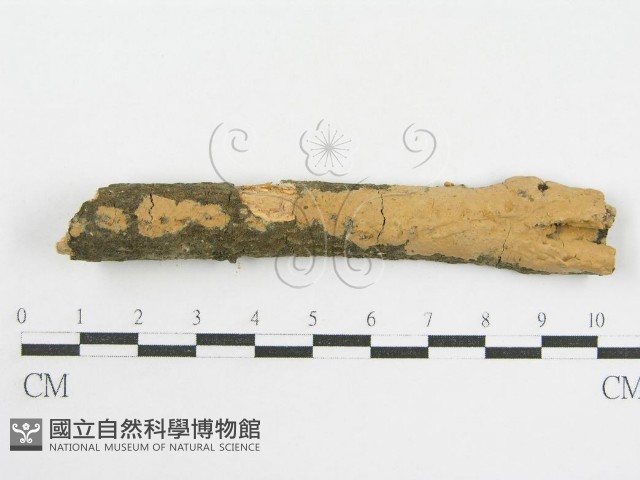 登錄號:F0002523藏品圖，第1張