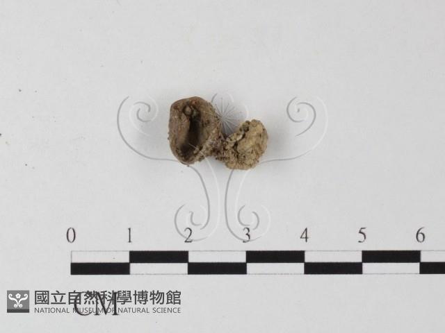 登錄號:F0012523藏品圖，第1張