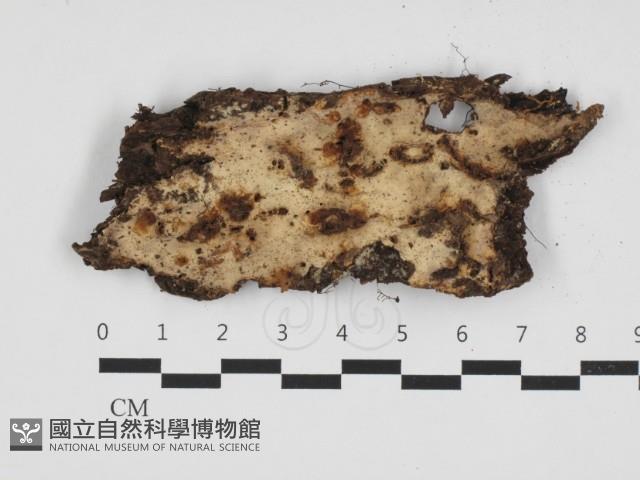 登錄號:F0032523藏品圖，第1張