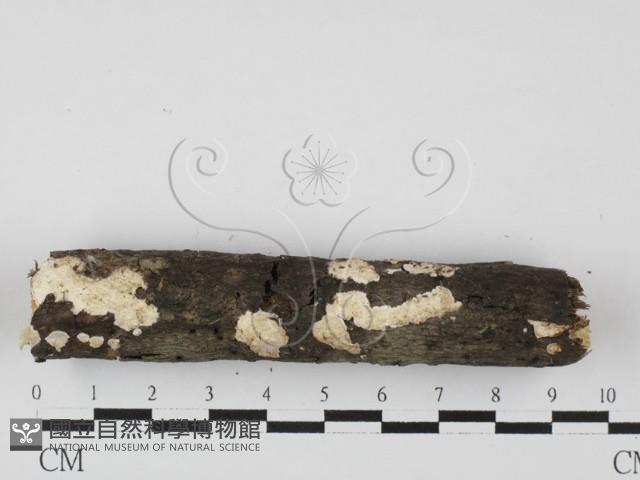 射脈菌屬藏品圖，第1張
