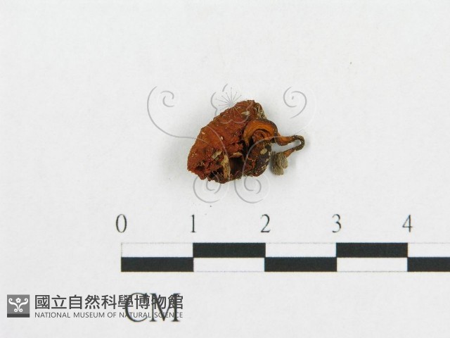 登錄號:F0007523藏品圖，第1張