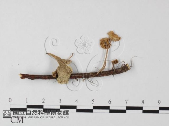 小皮傘屬藏品圖，第1張