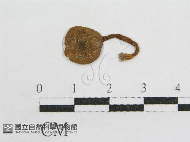 粉褶菌屬藏品圖，第1張