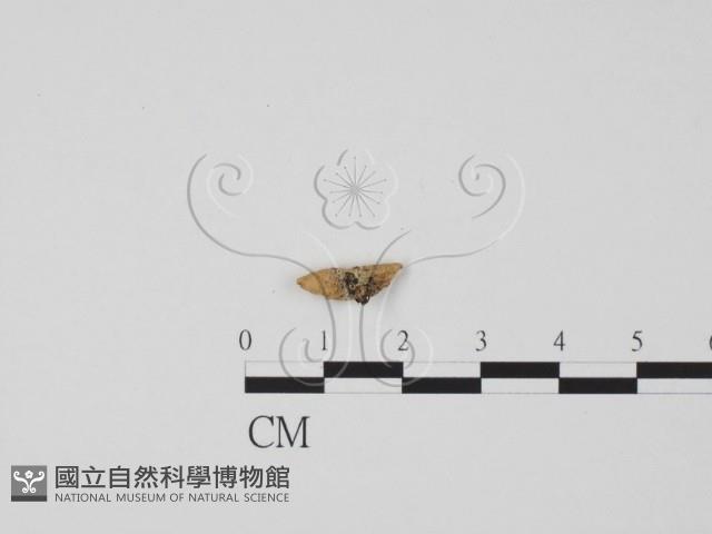 登錄號:F0015523藏品圖，第1張