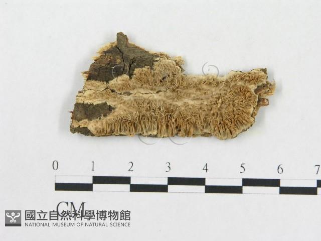 登錄號:F0009523藏品圖，第1張