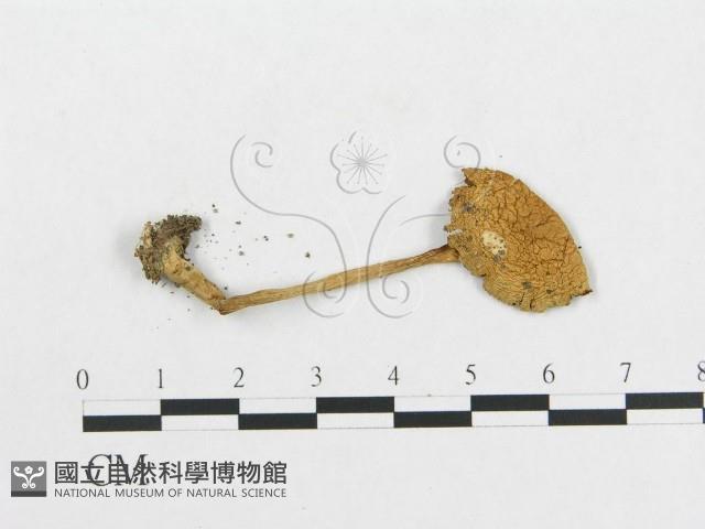 登錄號:F0003523藏品圖，第1張