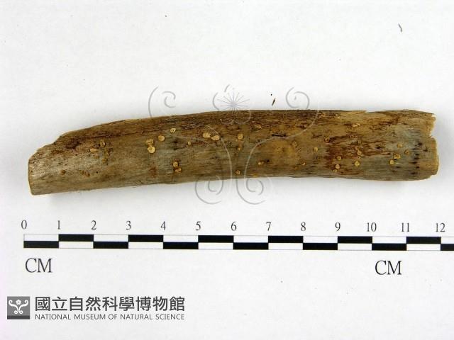 花耳屬藏品圖，第1張