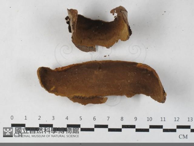 登錄號:F0033523藏品圖，第1張