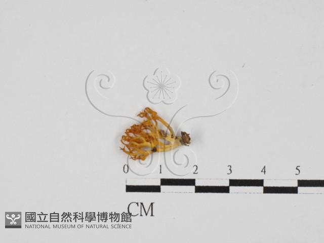 登錄號:F0028123藏品圖，第1張