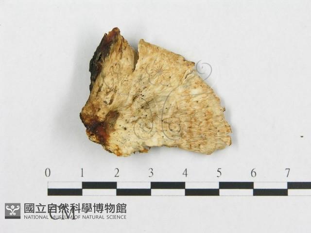 登錄號:F0008123藏品圖，第1張