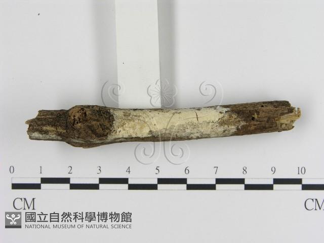 絲皮菌屬藏品圖，第1張