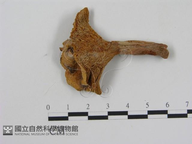 乳菇屬藏品圖，第1張