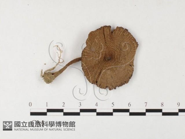 登錄號:F0026123藏品圖，第1張