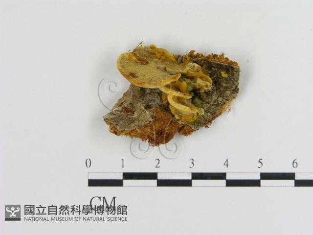 登錄號:F0006123藏品圖，第1張