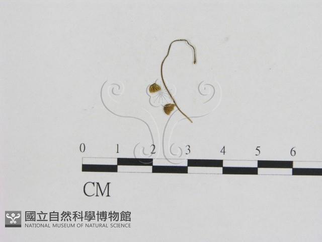 小菇屬藏品圖，第1張