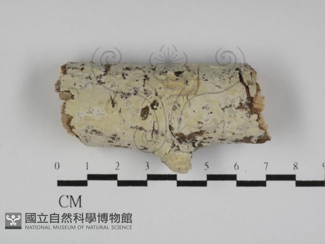 登錄號:F0031123藏品圖，第1張