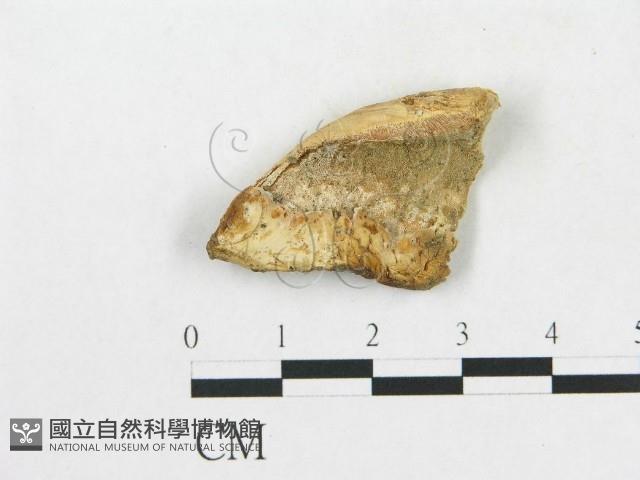 登錄號:F0014123藏品圖，第1張
