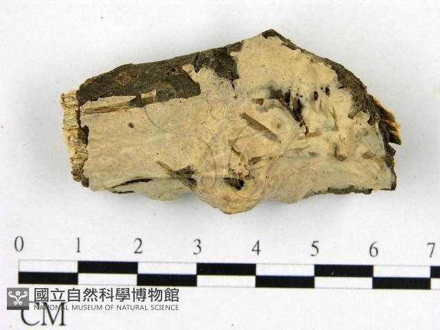 燈籠囊擬射脈菌藏品圖，第1張
